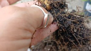 Как я спасаю гибискус 🌸 / Мой опыт  / #комнатныерастени