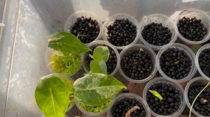 Проращивание клубней Алоказий | Адаптация к комнатным