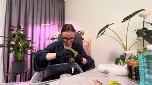 #4 Спасение #Алоказии Стингрей (Скат) и #пересадка задох