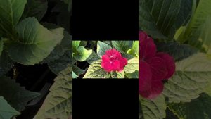 Обзор ремонтантных сортов крупнолистной гортензии🔥#