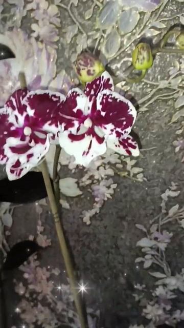 #орхидеябиглип #orchid #орхидеи #flowers #орхоманьяк #фаленоп?