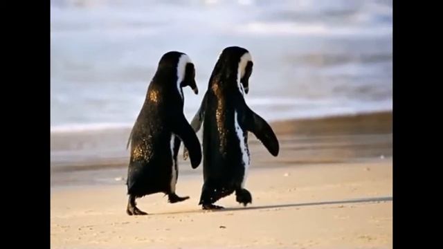 Картинки прикольные