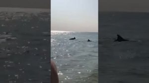 Дельфины в Азовском море