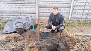 Что надо сделать обязательно при посадке хурмы.