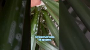 Мучнистый червьна драцене. Будем выводить  #драцена #м?