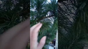 На какой год начинает плодоносить кедр в Беларуси#кед?