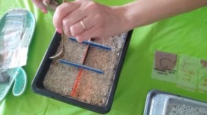 Посев семян вариегатных Гимнокалициумов