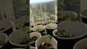 Иссоп и мелисса. 🌱 Прищипывать?