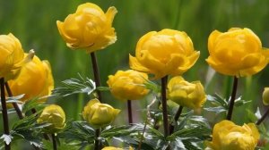 Цветок тролля Купальница (Trollius)