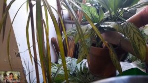 Особенности посадки укоренившихся черенков аглаонем?