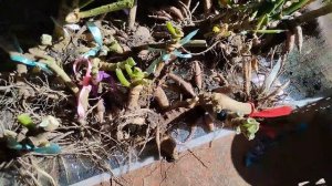 как сохранить георгины зимой