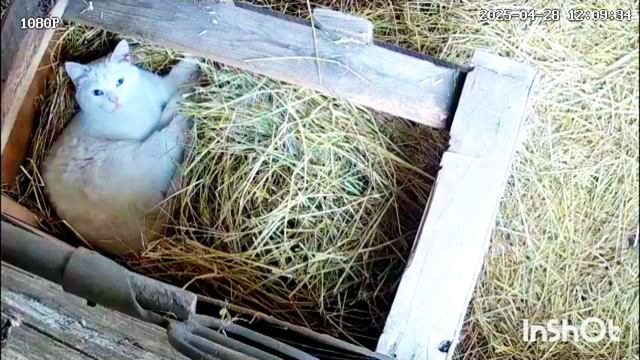 Жизнь в деревне Алтайского края, деревенскийивлог простой семьи