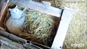 Жизнь в деревне Алтайского края, деревенскийивлог простой семьи