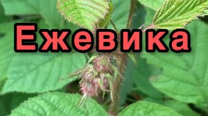 I Ежевика: Черная жемчужина сада и леса