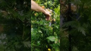 Опора под дельфиниумы, аканит, лилии.