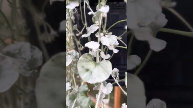 Дихондра Серебристый и Изумрудный водопад 🥰