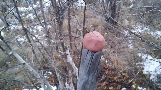 Медведь обосрался