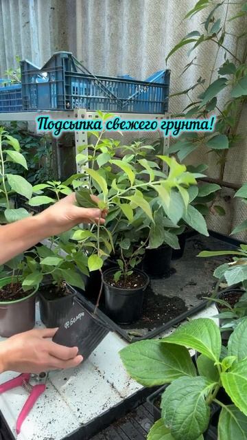 Летняя обрезка гортензии!!! #chorts #гортензия #сад смотреть онлайн