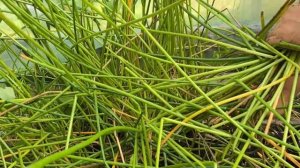 Впервые в России Болотница или Водный Каштан