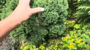 СТРИЖКИ ТУЙ: “SUNNY SMARAGD”, “ANNIEK”, ЕЛИ “MAXWELLII”! УХОД ЗА Б?