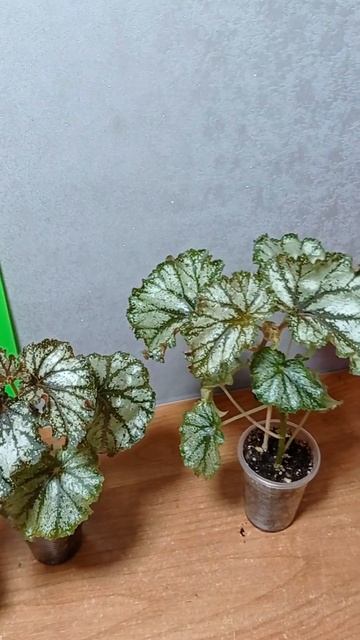 Излишки бегония Оранж Каунти.Альбомы в ВК и Однокласс?