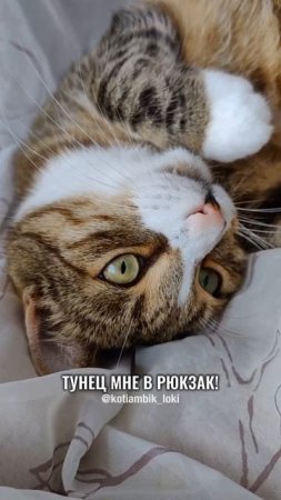 Разговор с Алисой: Срочно вставай!