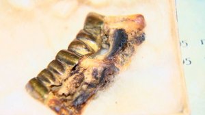 ФСБ показала фрагменты челюсти Гитлера