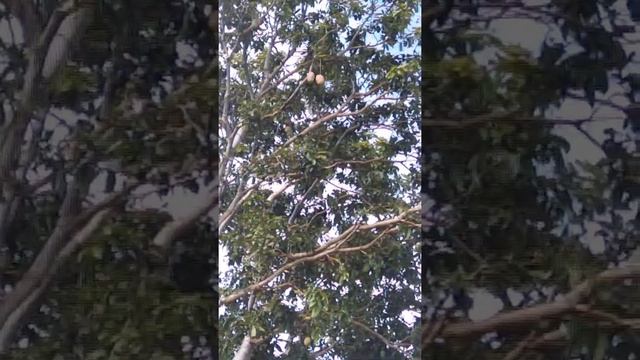 Вперед, на мины, ордена потом. смотреть онлайн