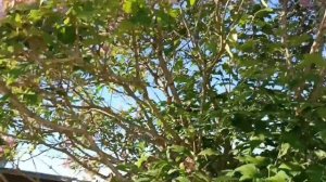 Заказ приехал, топлю печь, готовлю обед.