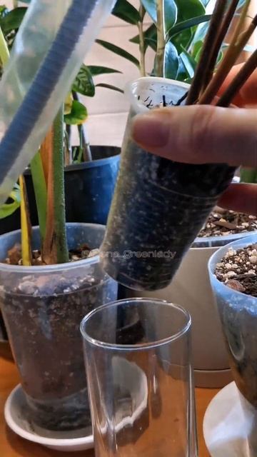 Грунт для сингониума, пересадка в триферн. смотреть онлайн