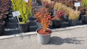 Барбарис Оранж Айс