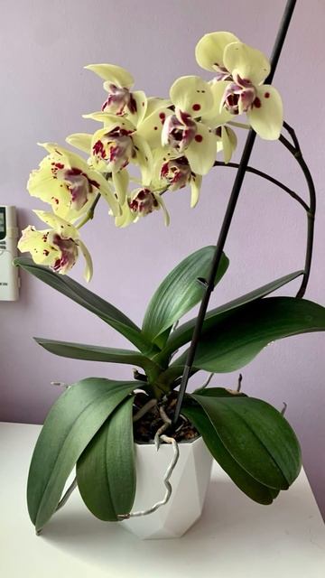 Радуемся 🌸🌸🌸 #орхидеи #flowers #цветы смотреть онлайн