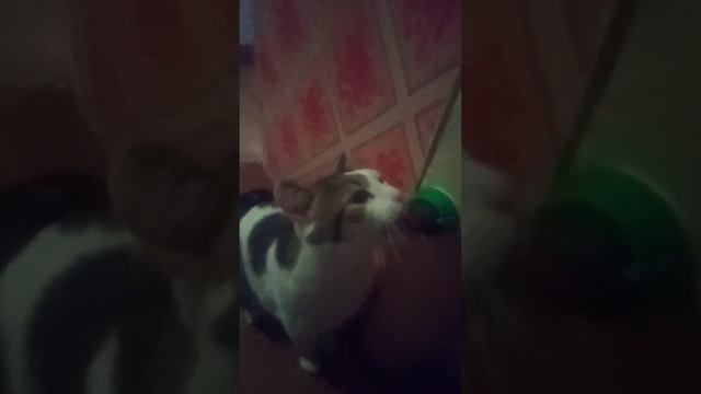 кот Мурзик и шарик с мятой смотреть онлайн