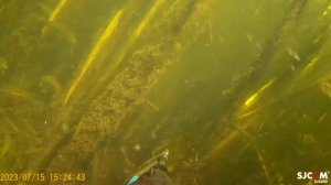 Пошёл за щуренком а он привел меня к мамке