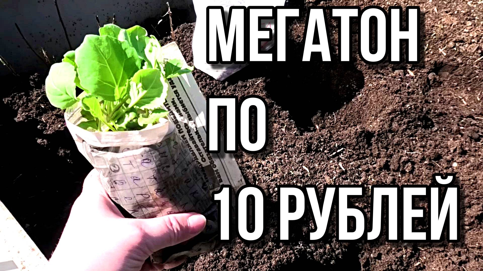 Мегатон по 10 рублей. В 2025 году купили хилую рассаду.