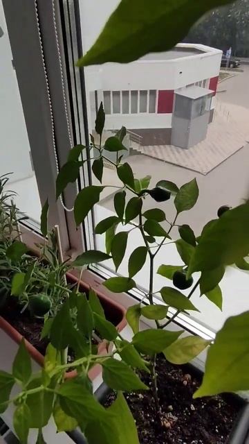 Перчило просто "бомба"! Огород на балконе. #shortsvideo #shorts смотреть онлайн