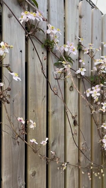 Clematis montana/клематис Монтана/#shortsvideo