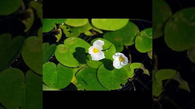 Водокрас (лягушечник) смотреть онлайн