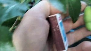 Сорта зизифуса  Сахарный тросник,Ли, GA866, R4T3( Varieties of ziziph