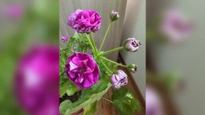 Пеларгония Ю  -Пиковая  дама продаю пишите