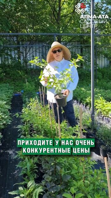 #дача #алматы #сад #гортензия #огород #питомникрастений