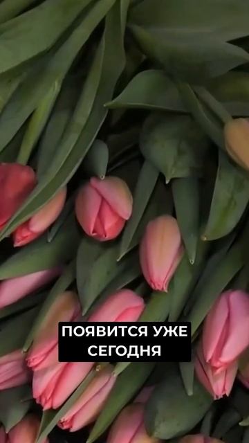📍В надымских теплицах растят 55 тысяч тюльпанов  #нов?