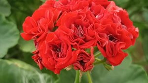 ПЕЛАРГОНИЯ СУТАРВЕ НАДЯ КОЛЛЕКЦИЯ ЛИПАТОВОЙ АНАСТАСИ