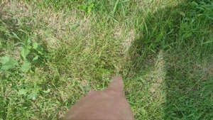 Медонос мордовник шароголовый