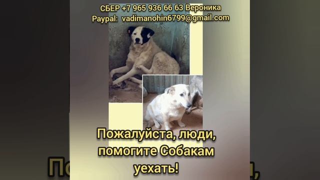 Спасите Бима и Бома с отлова