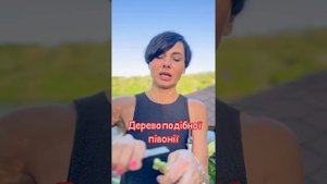 Маєм нарешті на продаж жовту деревоподібну півонію ІТ