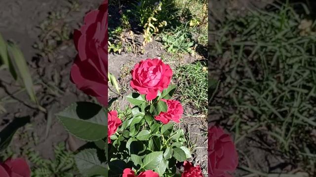 7 сентября 2024 г.Третье цветение роз🌹.Георгины 🌺