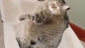 Самые толстые коты и кошки