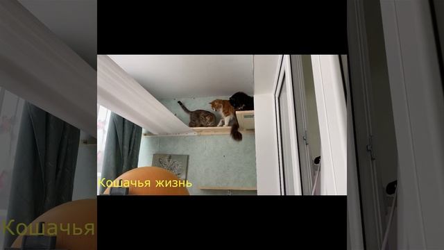 Гамак под потолком для кошек) часть первая.
