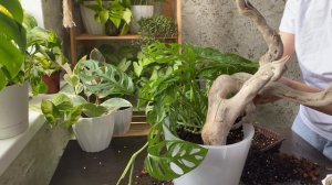 Монстера Адансона и Коряга найденая на море